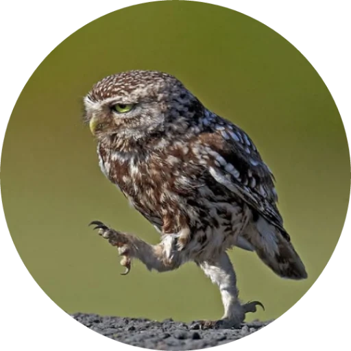 sychi, owl sych, owl kopush, walking owl