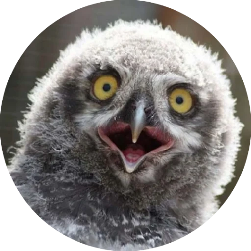 owls, owl chick, funny owls, the eyes of a sovow chick, polar owl chicks