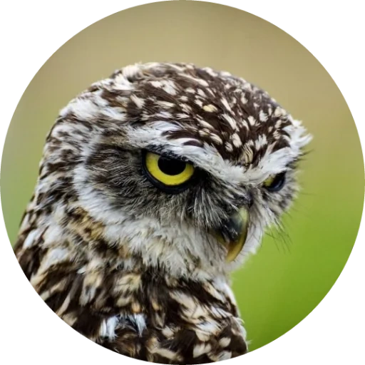 owl, сова, сычи, рерайтер, сова домовой сыч