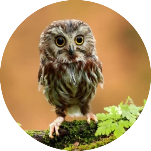 owl, owl, la chouette est mignonne, poussins de chouette, chouette naine