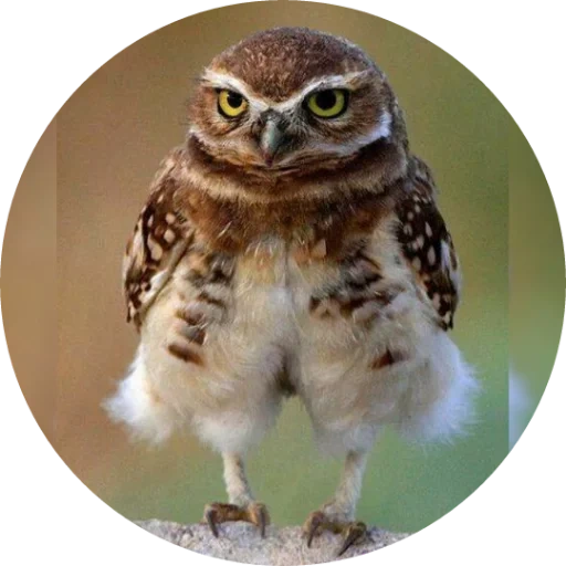 owl, owl, owl owl, sypusha owl, funny owls