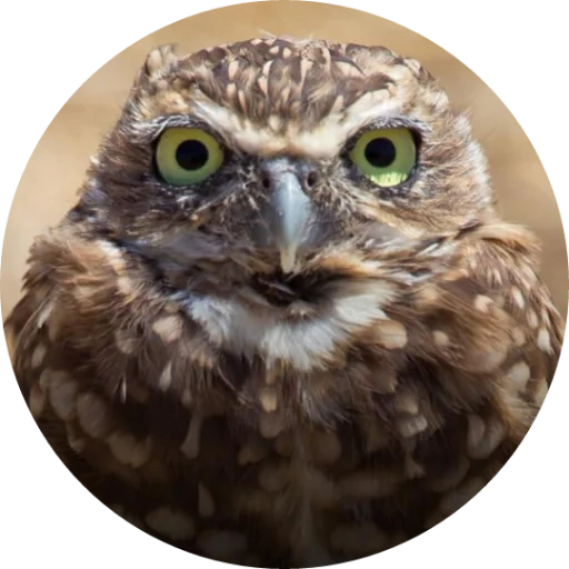 owl, owl, oiseau de chouette, oiseaux de nuit, chouette animale