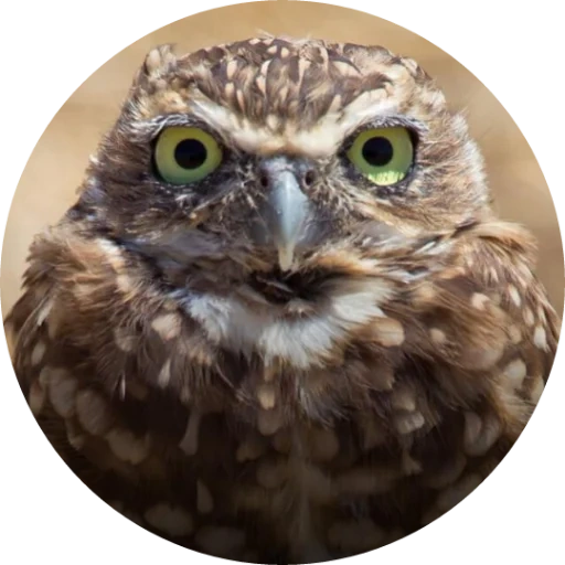 owl, coruja, pássaro de coruja, coruja da noite, coruja animal