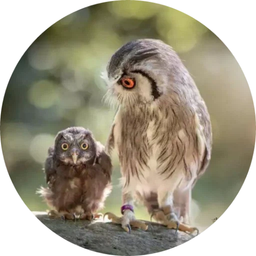 owl, deux hiboux, owl drôle, hibou hibou, petite chouette