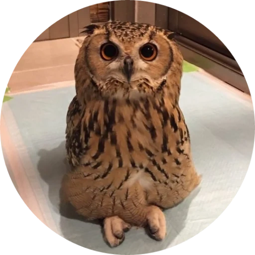 owl, owl, owl owl, funny owls, owl or eagle owl