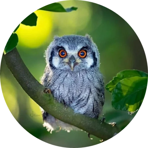 owl, hibou hibou, chouette grise, owl, belle chouette