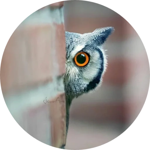 owl, owl, oiseau de chouette, oeil de chouette, chouette de kirbill