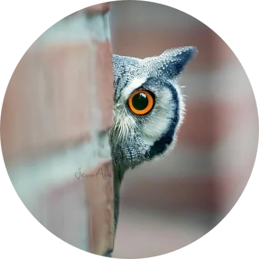 die eule, die eule, der eulenvogel, the owl eye, kirbiereule