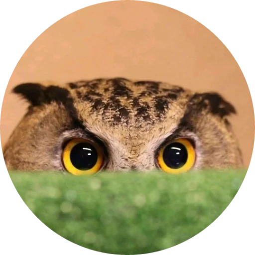owl, hibou hibou, chouette bubu bubu, chouette de pukic, owl