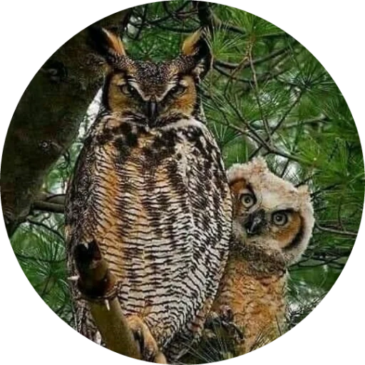 owl, owl owl, horned owl, great horned owl, virginian eagle owl