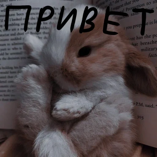 rabbit, cute rabbits, interesting rabbit, rabbit hilarious, rabbit