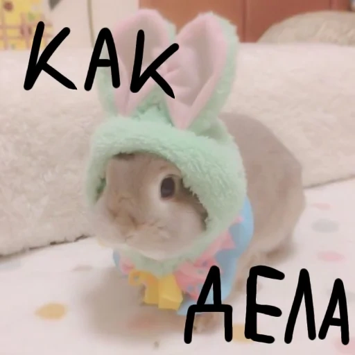 milot rabbit, kelinci lucu, topi kelinci yang lucu