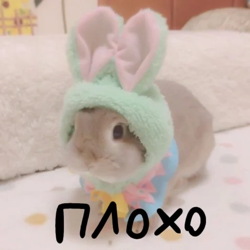 gatto, coniglietto, caro coniglio, rabbit milot, un simpatico cappello da coniglio