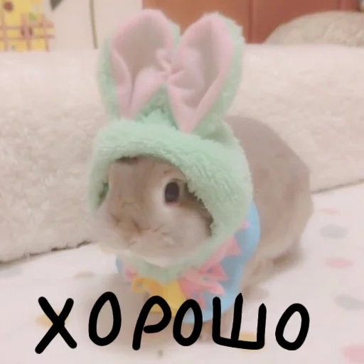 bayi kelinci, kelinci manis, tuan bunny bun, kelinci lucu, topi kelinci yang lucu