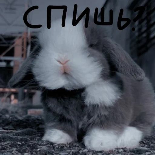 coniglio, il coniglio è soffice, coniglio di casa, vysloux rabbit, coniglio nano