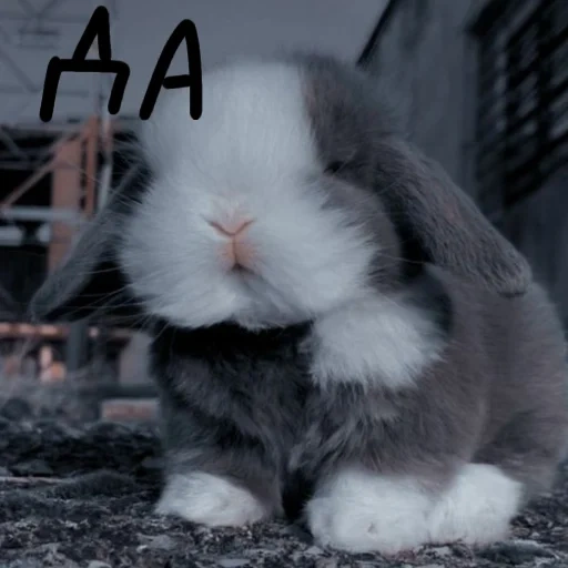 coniglio, il coniglio è soffice, coniglio di casa, rabbit vysloukhiy, coniglio nano