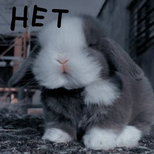 кролик, кролик пушистый, вислоухий кролик, карликовый кролик, голландский кролик