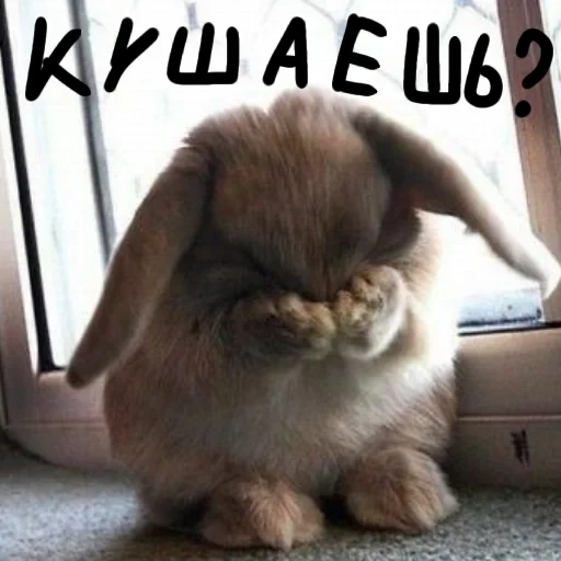kelinci itu sedih, rabbit menangis, kelinci sedih, kelinci yang menyedihkan, kelinci sedih