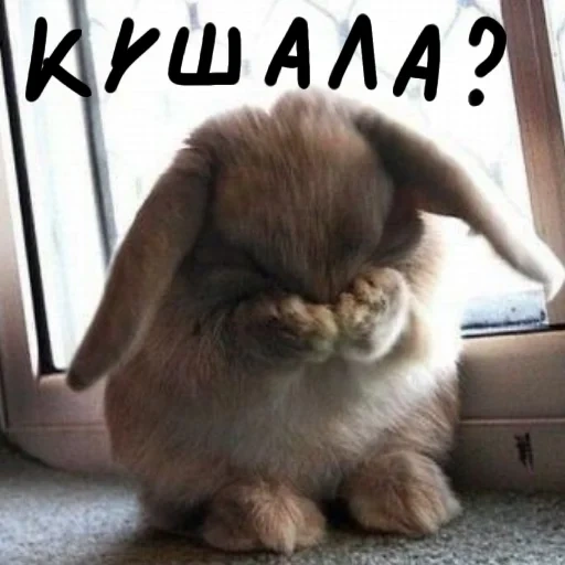кролик, смешной заяц, заяц грустный, грустный зайка, грустный кролик