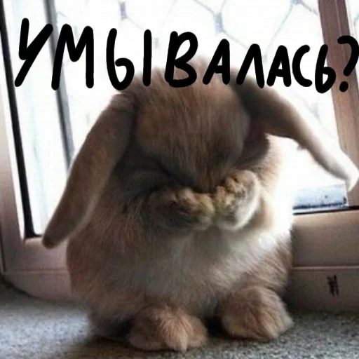 the rabbit is crying, sad rabbit, sad rabbit, sad rabbit, sad rabbit