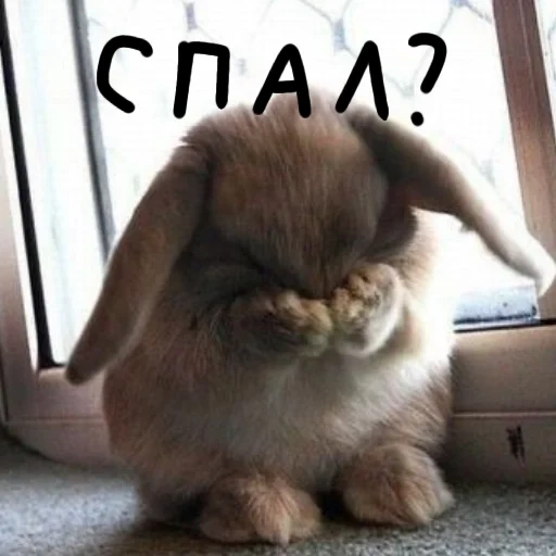 coelho, sad bunny, coelho chorando, um coelho triste, rabbit triste