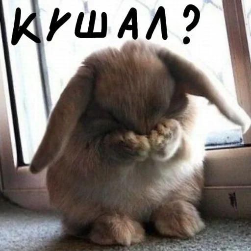 rabbit, sad rabbit, interesting rabbit, sad rabbit, sad rabbit