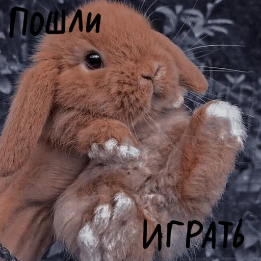 coniglio, dolce coniglietto, vysloux rabbit, il coniglio nano, vysloux rusak rabbit