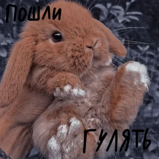 kelinci, kelinci manis, kelinci yang terhormat, kelinci yang cantik, kelinci vysloux rusak