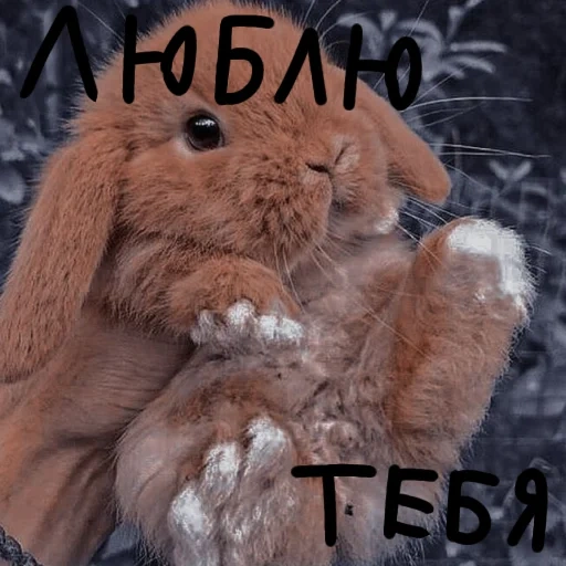 dolce coniglietto, caro coniglio, bella conigli, i conigli più dolci, vysloux rusak rabbit