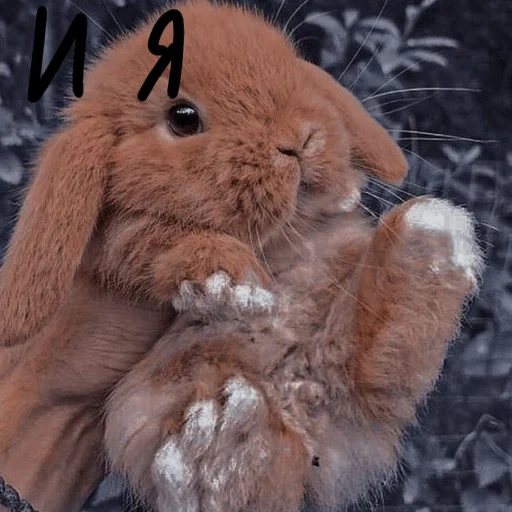 lapin, lapin doux, cher lapin, les lapins sont mignons, vysloux rusak rabbit
