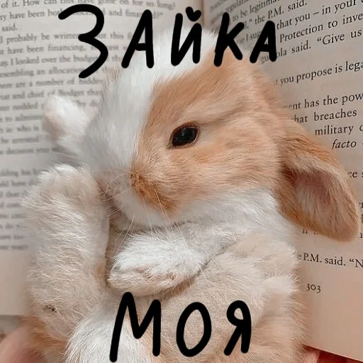 кролик, милый зайка, кролик милый, веселый кролик, домашний кролик