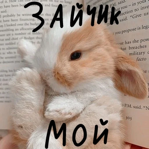 rabbit, little rabbit, cute rabbits, rabbit hilarious, rabbit