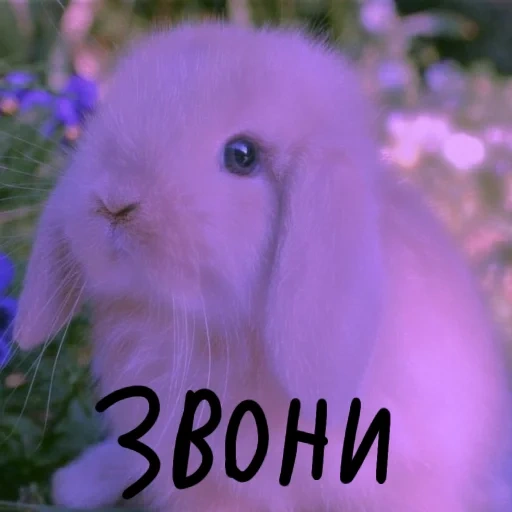 rabbit, ram rabbit, pygmy rabbit, hanging-eared sheep rabbit, dutch drooping-eared rabbit