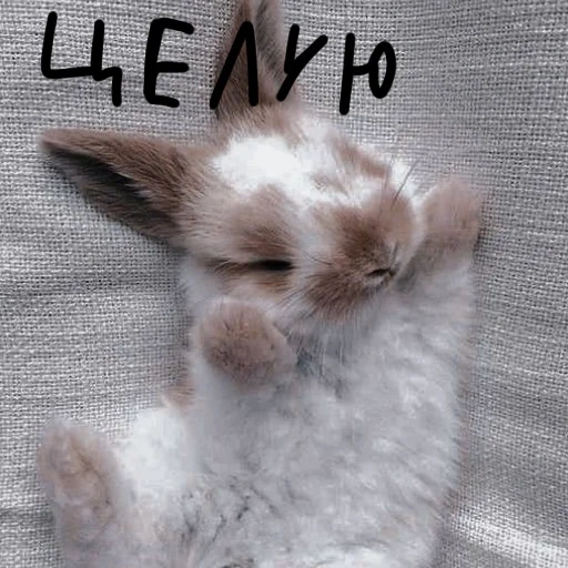 dolce coniglietto, coniglio bianco, conigli di nyashny, bunny soffice, il coniglio è soffice