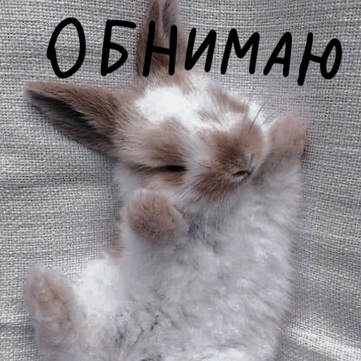 cute rabbit, white rabbit, cute rabbits, little rabbit, the cutest rabbit