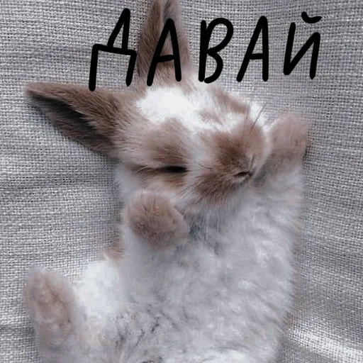 кролик, милый зайка, белый кролик, пушистый зайчик, кролик пушистый