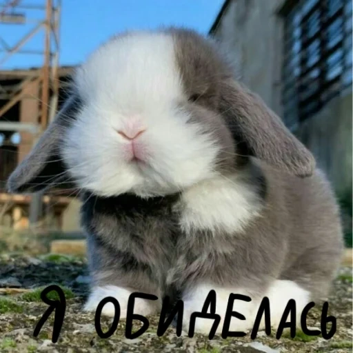 rabbit, hoop-eared rabbit, pygmy rabbit, hanging-eared rabbit ram, rabbit dwarf and ram