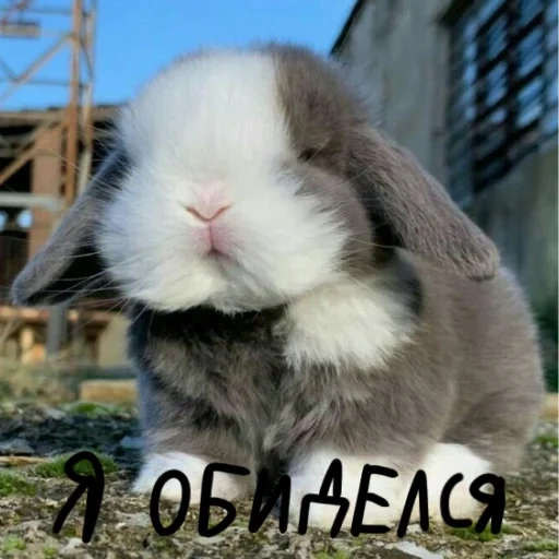 rabbits are furry, rabbit, pygmy rabbit, rabbit dwarf and ram, dwarf rabbit with drooping ears