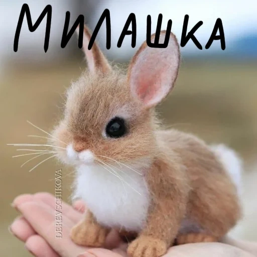 little rabbit is cute, lovely little rabbit, cute little animals, cute little animals, little rabbit