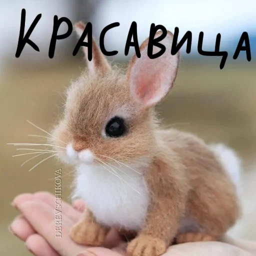 little rabbit is cute, lovely little rabbit, cute rabbit, cute little animals, animal rabbit
