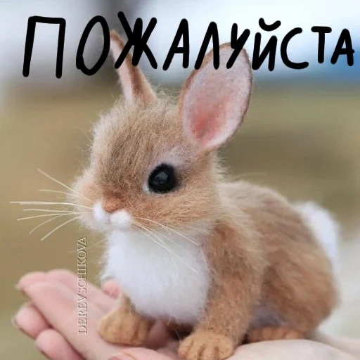 cute rabbit, cute rabbit, little rabbit is cute, lovely little rabbit, cute little animals