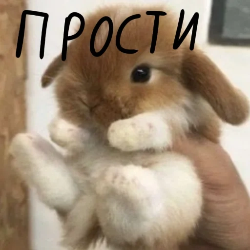 cute rabbit, cute little rabbit, cute rabbit, cute rabbit, little rabbit