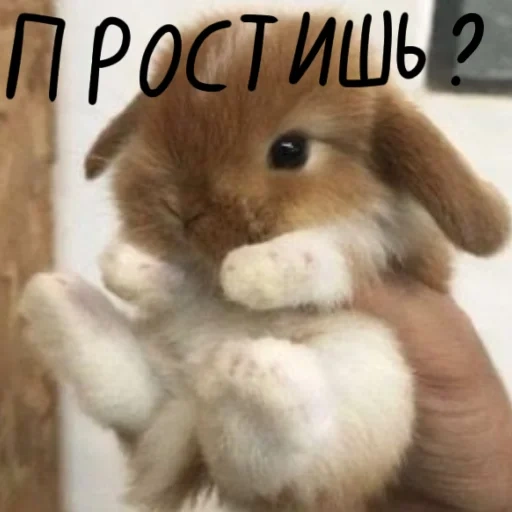 cute rabbit, cute rabbit, cute rabbit, little rabbit, the cutest rabbit