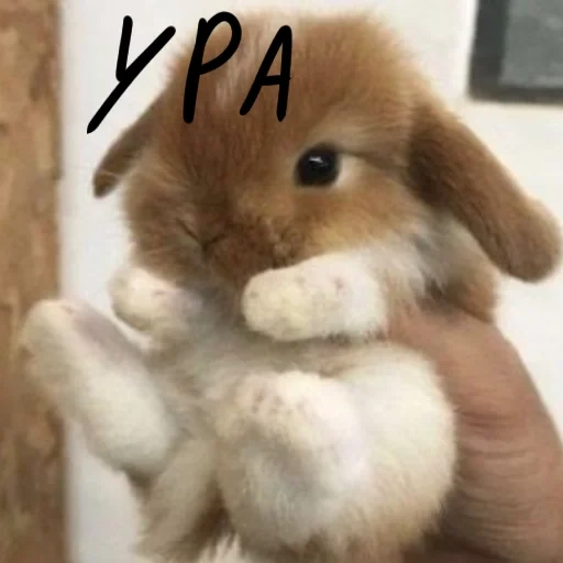 bunny, dolce coniglietto, dolce coniglietto, conigli di nyashny, piccolo coniglio