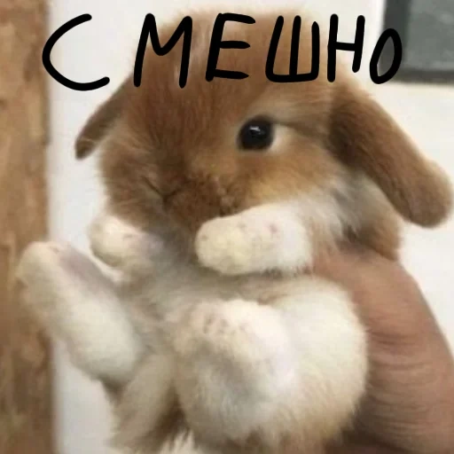 cute rabbit, cute little rabbit, cute rabbit, cute rabbit, little rabbit