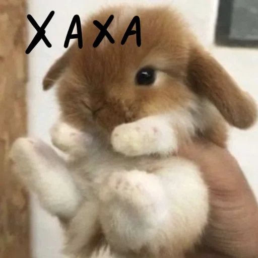 cute rabbit, cute little rabbit, cute rabbit, little rabbit, little rabbit