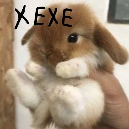 cute rabbit, little rabbit, rabbit, little rabbit, the cutest rabbit
