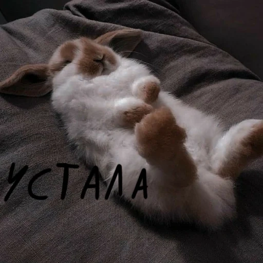 a sleepy hare, sleeping rabbit, sleeping rabbit, sleeping rabbit, a weary rabbit