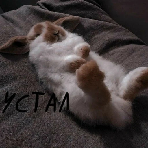 bunny, un gatto, coniglio addormentato, conigli addormentati, coniglio stanco