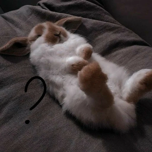 sleeping rabbit, sleeping rabbit, sleeping rabbit, sleeping rabbit, a weary rabbit
